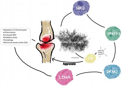 Glycolysis: an emerging regulator of osteoarthritis